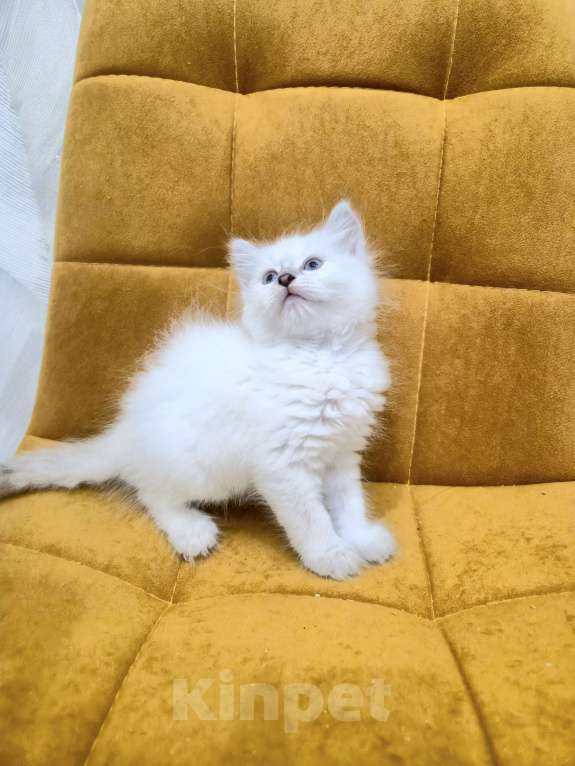Кошки в Москве: Самая нежная малышка Рэгдолл  Девочка, 37 000 руб. - фото 7