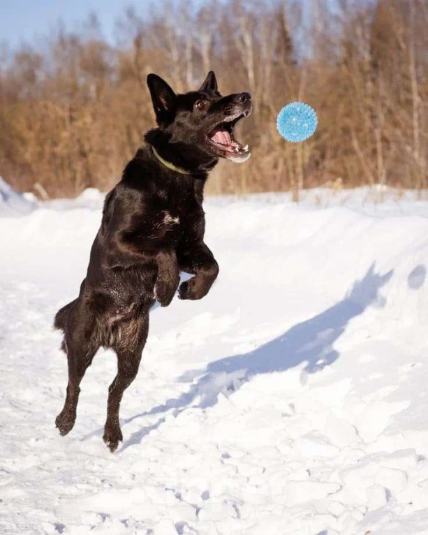 Собаки в Москве: Рада ищет свой дом Девочка, Бесплатно - фото 2