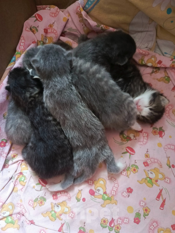 Кошки в Калининграде: В добрые руки Девочка, Бесплатно - фото 1