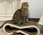 Кошки в Москве: Потерялся кот Мальчик, Бесплатно - фото 2