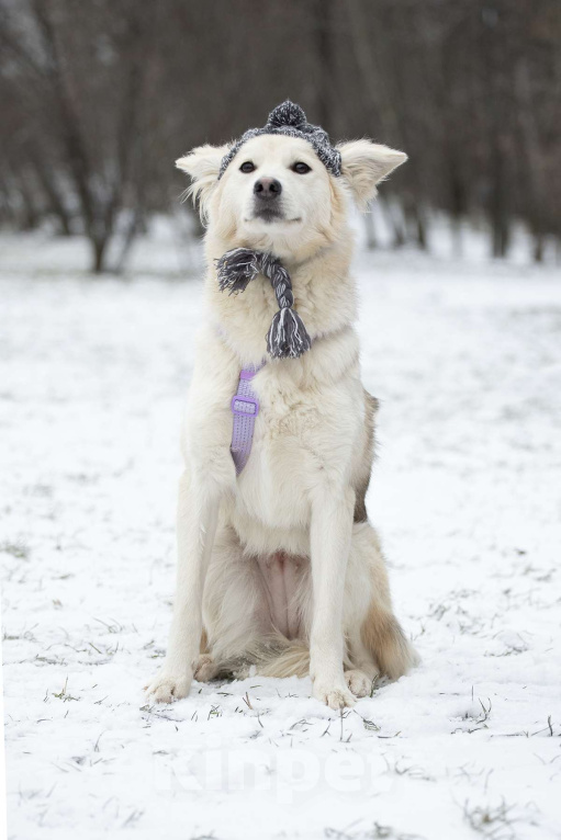 Собаки в Москве: Совсем небольшая ласковая Милка в поисках дома Девочка, Бесплатно - фото 5