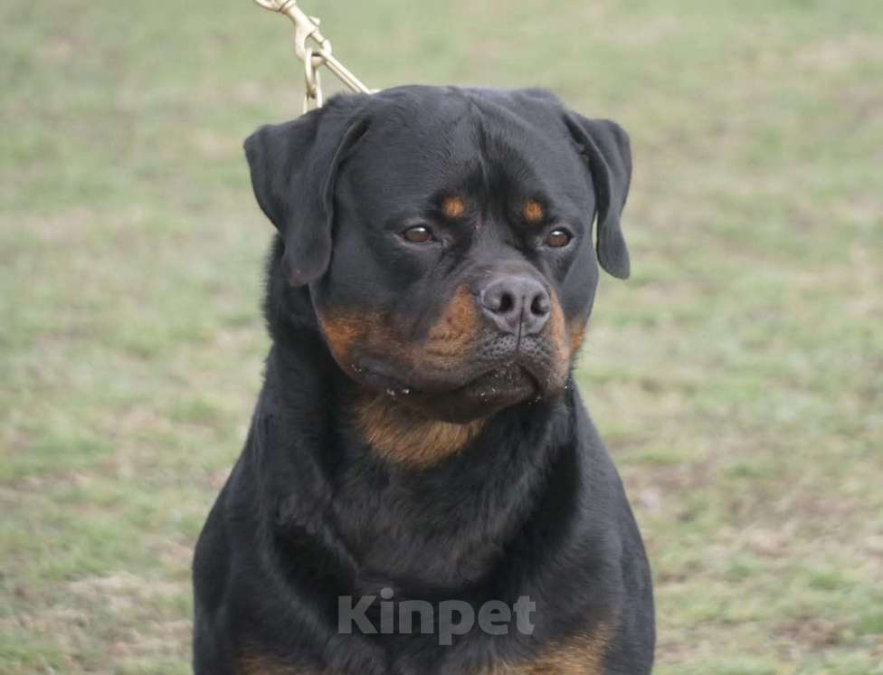 Собаки в Ростове-на-Дону: Элитные щенки ротвейлера  Мальчик, 60 руб. - фото 8