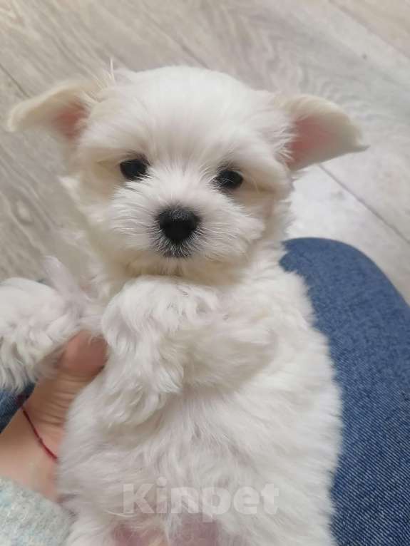 Собаки в Верхнем Пышме: Майбах Мальчик, 50 000 руб. - фото 1