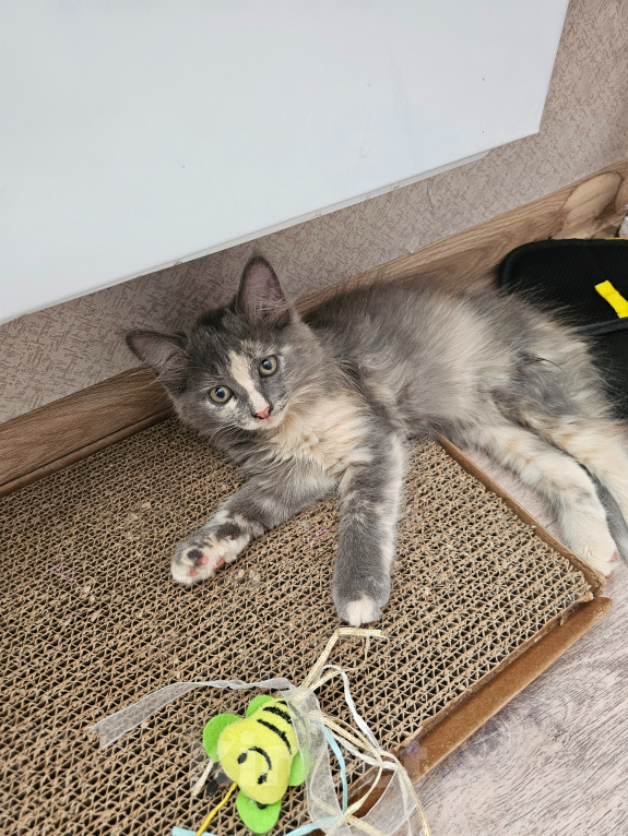 Кошки в Самаре: Котята ищут любящую семью ❤️ Девочка, Бесплатно - фото 1