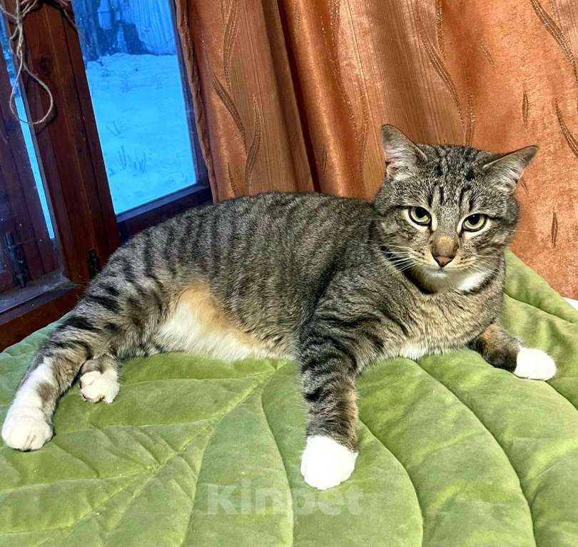 Кошки в Королеве: Котик Элвис ищет дом Мальчик, Бесплатно - фото 8