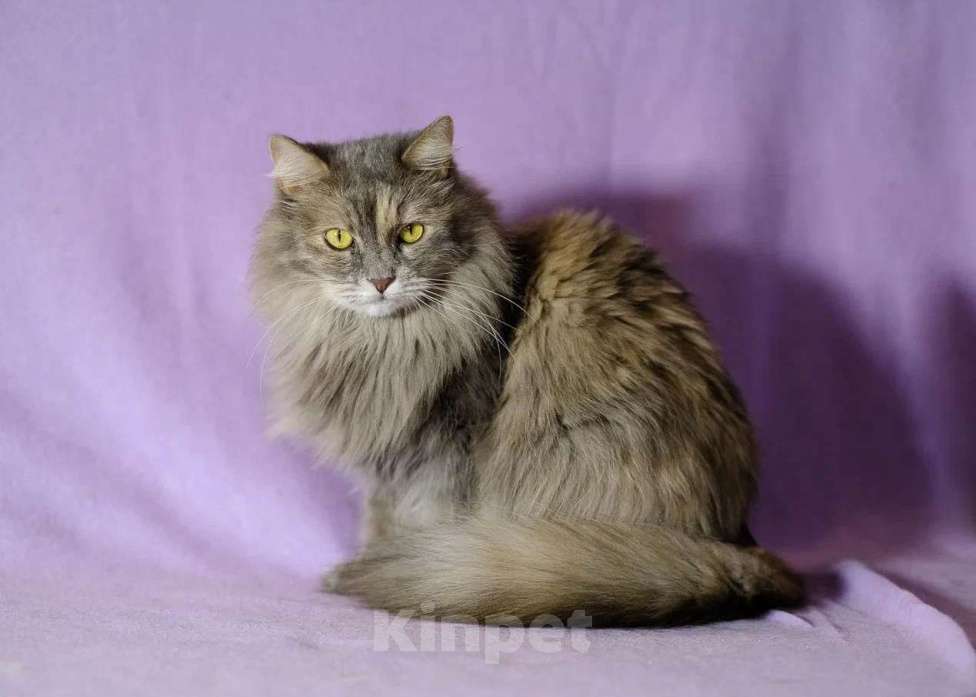 Кошки в Москве: Пушистая красавица ищет дом Девочка, Бесплатно - фото 2