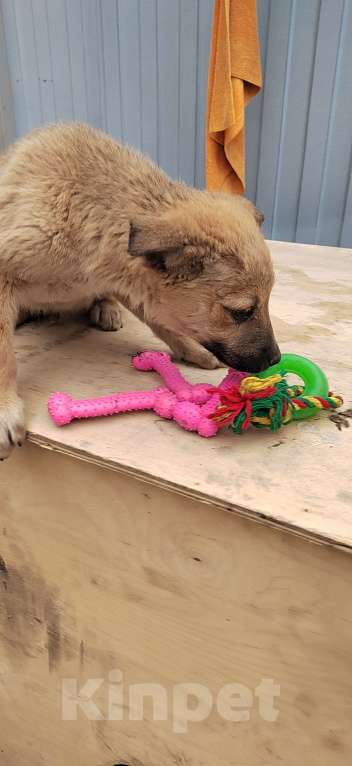 Собаки в других городах Ростовской области: Щенки в добрые руки Мальчик, Бесплатно - фото 3