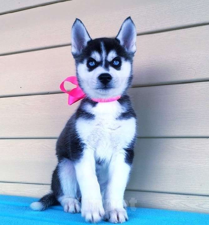 Собаки в Бугульме: Хаски Щенки Разных окрасов Разнополые, Бесплатно - фото 1