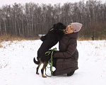 Собаки в Москве: Коди Мальчик, Бесплатно - фото 4