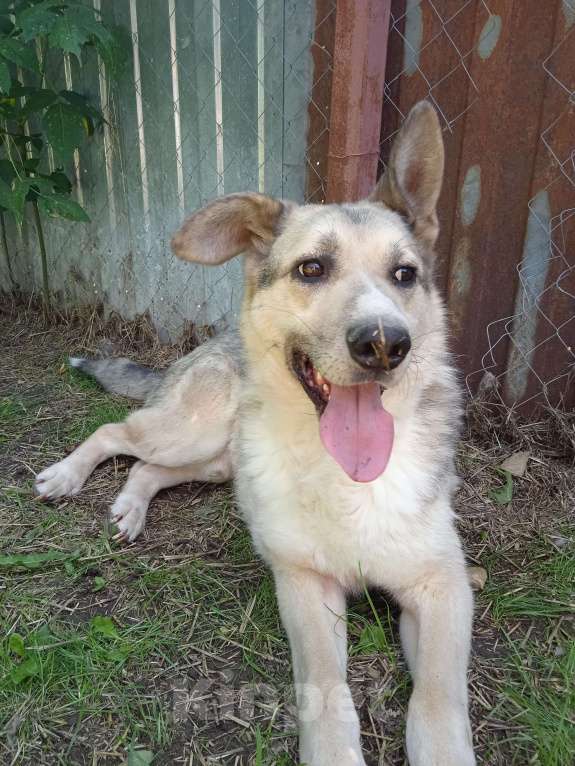 Собаки в Люберцах: Ищет дом чудесный Малыш Мальчик, Бесплатно - фото 5