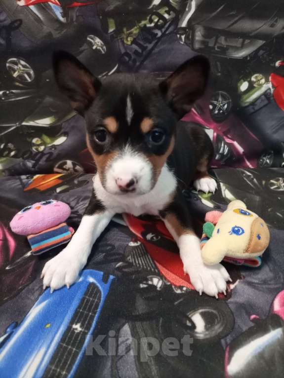 Собаки в Череповце: Щенки басенджи 15.01.2026 Девочка, 50 000 руб. - фото 4