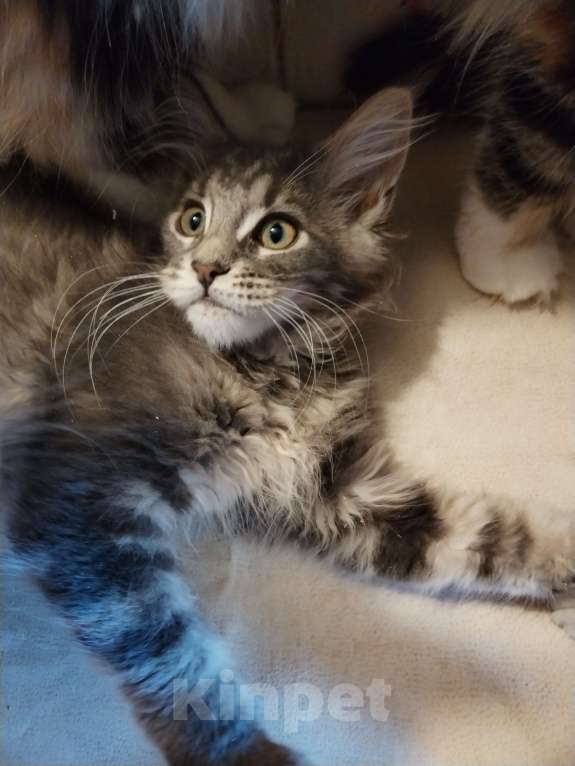 Кошки в Петрозаводске: Котята мейн-кун  Девочка, Бесплатно - фото 4