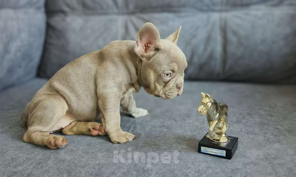 Собаки в Шахте: Редкая жемчужина изабелла | Элитный щенок француза Девочка, 80 000 руб. - фото 2