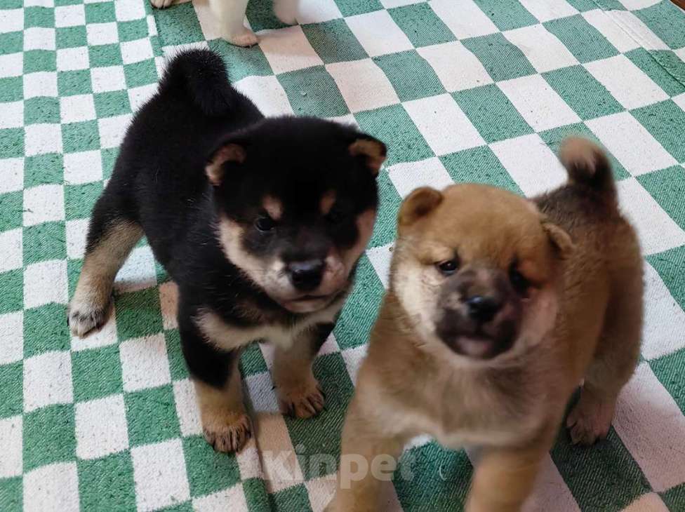Собаки в Москве: Сиба ину - щенки разных окрасов Мальчик, 50 000 руб. - фото 6