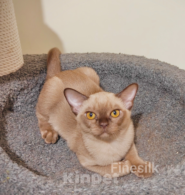 Кошки в Екатеринбурге: Бурманские котята Девочка, 35 000 руб. - фото 3