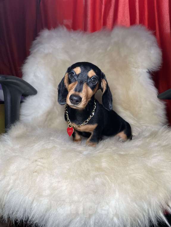 Собаки в Москве: Такса мини мальчик клубный Мальчик, 45 000 руб. - фото 1