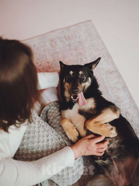 Собаки в Москве: Невероятная Нуара ищет дом Девочка, Бесплатно - фото 5