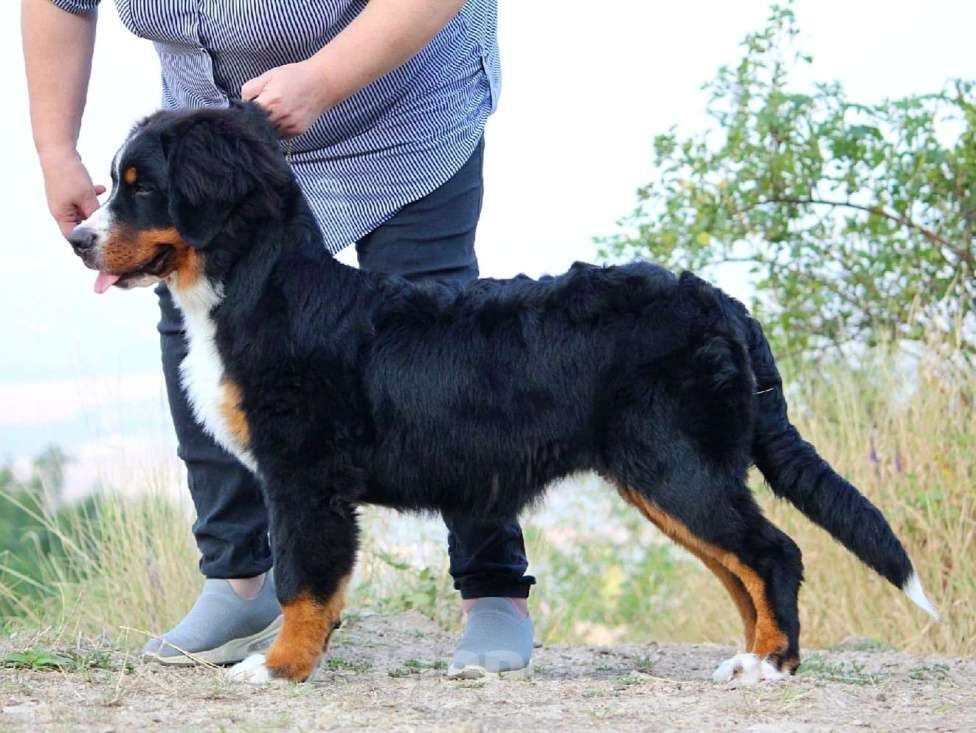 Собаки в Москве: Щенок Бернского зенненхунда Девочка, 200 000 руб. - фото 7