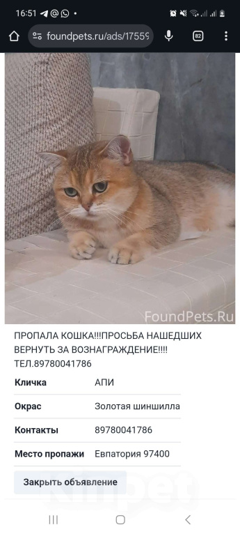 Кошки в Евпатории: ПРОПАЛА КОШКА!!!! Девочка, 5 000 руб. - фото 1