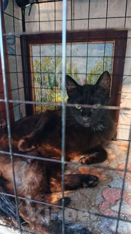 Кошки в Санкт-Петербурге: Флорида Девочка, Бесплатно - фото 3