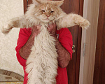 Кошки в Москве: Вязка с котом мейн-кун, 5 000 руб. - фото 6