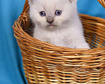 Кошки в Кингисеппе: Шотландские котята, 6 000 руб. - фото 2