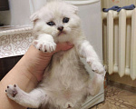 Кошки в Собинке: Вислоухая красотулька., 5 500 руб. - фото 4