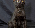 Кошки в Калуге: Черный Перчик. Классный котенок в добрые руки. Мальчик, Бесплатно - фото 2