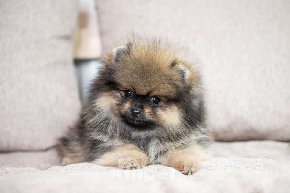 Собаки в Копейске: Померанский шпиц щенок Мальчик, 35 000 руб. - фото 3
