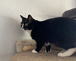 Кошки в Санкт-Петербурге: Кошка Кира в добрые руки Девочка, Бесплатно - фото 4