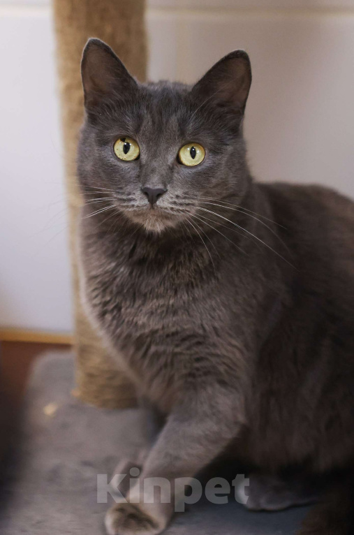 Кошки в Москве: Красавица с непростой судьбой Девочка, Бесплатно - фото 5