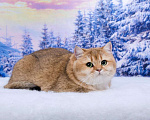 Кошки в Красноярске: Золотая Британская кошка Девочка, 25 000 руб. - фото 2