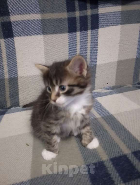 Кошки в Иркутске: Отдам в добрые руки котенка Барсика Мальчик, Бесплатно - фото 4