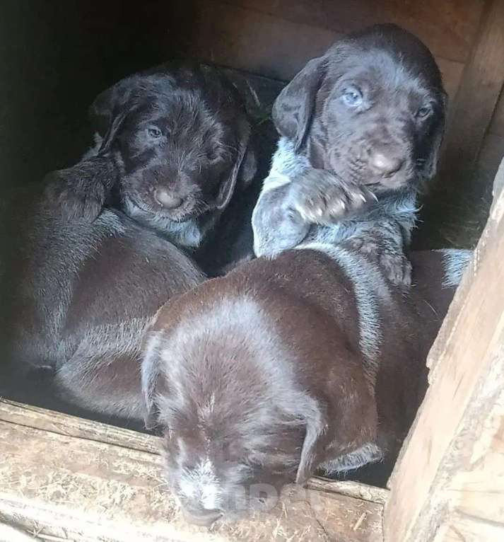 Собаки в других городах Алтайского края: Щенки дратхаара Девочка, 7 000 руб. - фото 1