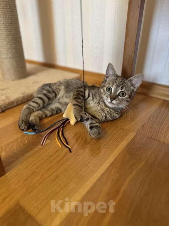 Кошки в Москве: Любопытная и нежная Тоси ищет дом (2 мес)  Девочка, Бесплатно - фото 2