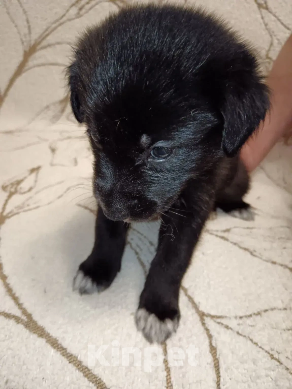 Собаки в Красногорске: Щеночки 1 месяц начинают искать дома Мальчик, Бесплатно - фото 2