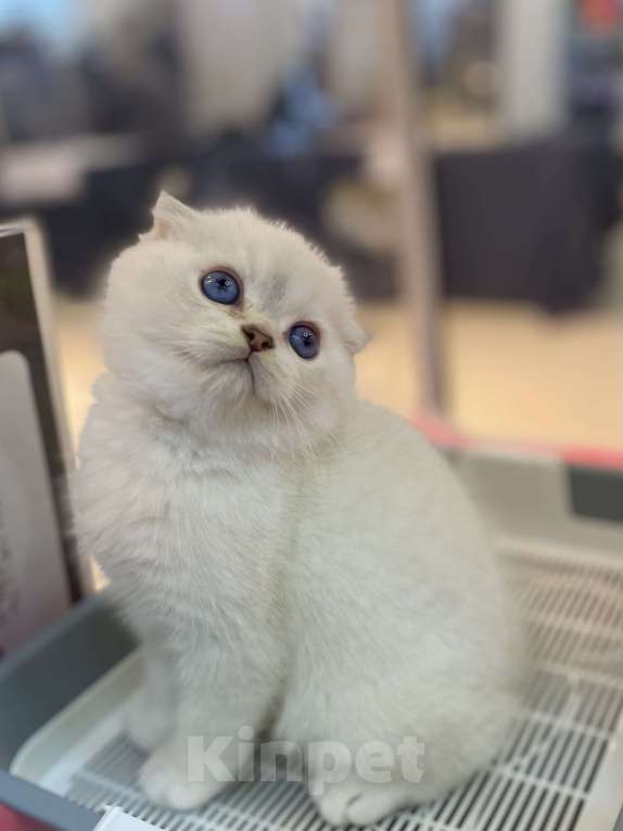 Кошки в Москве: Юджик Мальчик, 40 000 руб. - фото 2