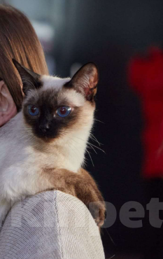 Кошки в Хабаровске: Тайский котик Мальчик, 45 000 руб. - фото 6