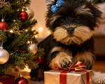 Собаки в Москве: Щенок йорка мальчик стандарт  Мальчик, Бесплатно - фото 7
