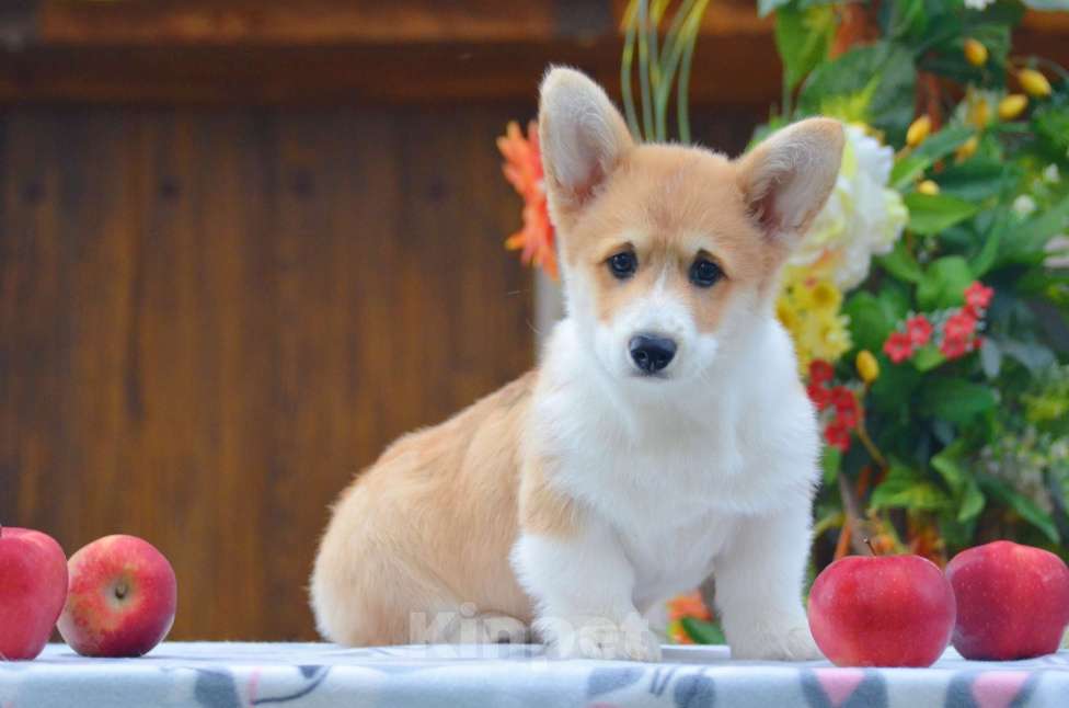 Собаки в Твери: Щенок Вельш Корги Пемброк Девочка, 50 000 руб. - фото 4