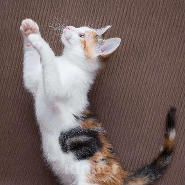 Кошки в Москве: Ласковый котёнок Фаина Девочка, Бесплатно - фото 5