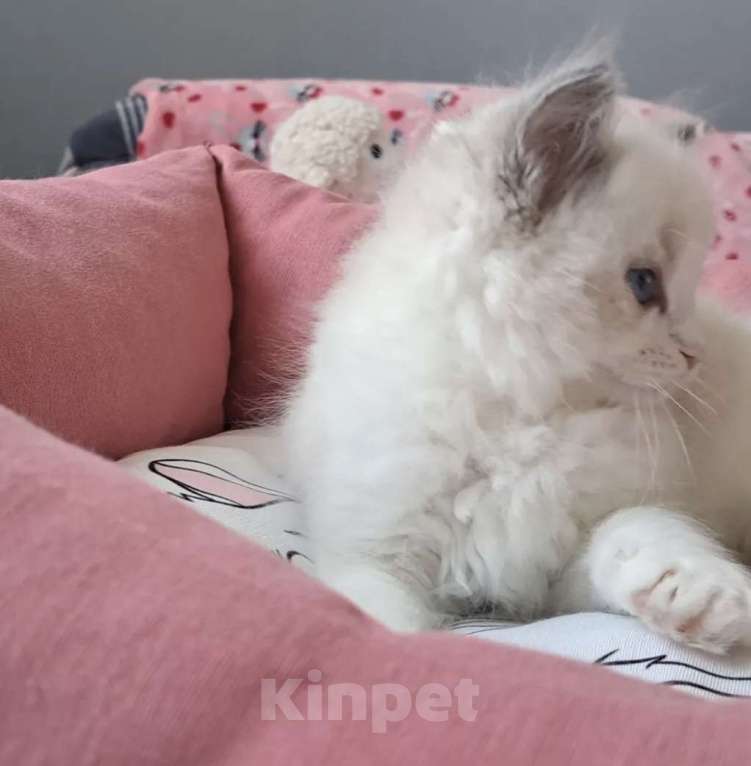 Кошки в Москве: Самый обаятельный котёнок Рэгдолл Мальчик, 95 руб. - фото 4