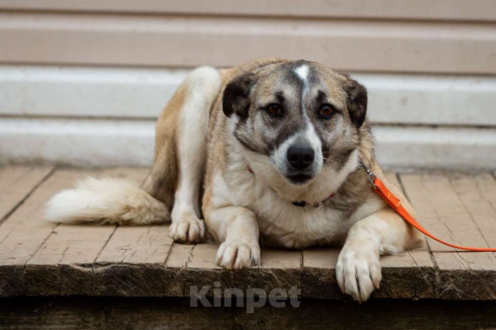 Собаки в Москве: Дейзи Девочка, Бесплатно - фото 18