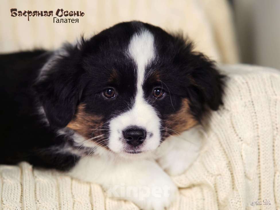 Собаки в других городах Московской области: Продается девочка миниаусси Девочка, 60 000 руб. - фото 7