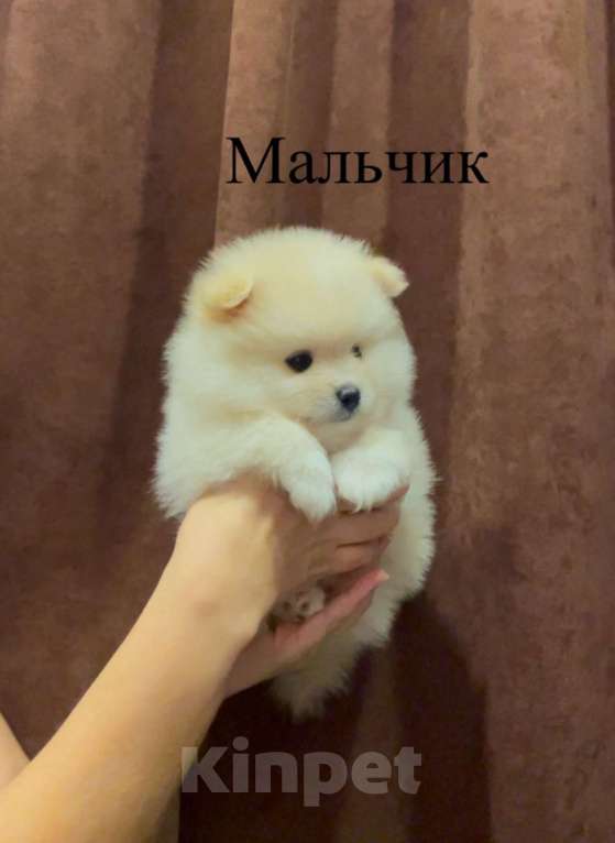 Собаки в Москве: Померанский шпиц Мальчик, 29 000 руб. - фото 2