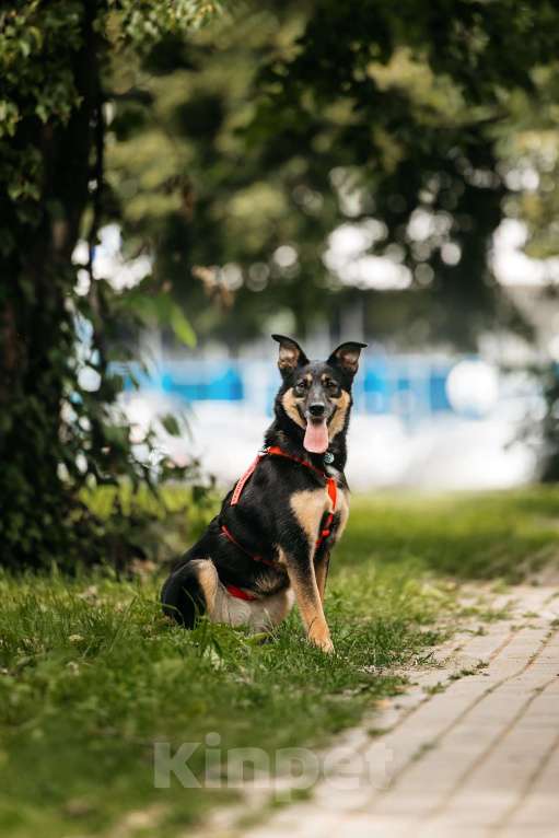 Собаки в Москве: Робкая Киви ищет дом Девочка, Бесплатно - фото 5