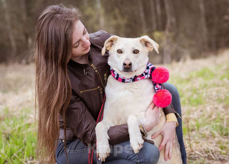 Собаки в Москве: Весёлая небольшая девчонка в добрые рук! Девочка, Бесплатно - фото 4