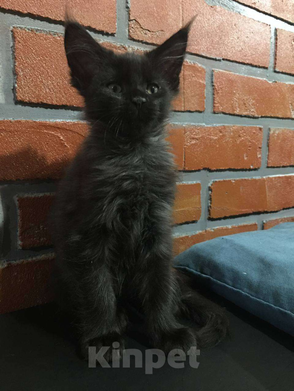 Кошки в Барнауле: продам котят породы Мейн-кун Девочка, 15 000 руб. - фото 1