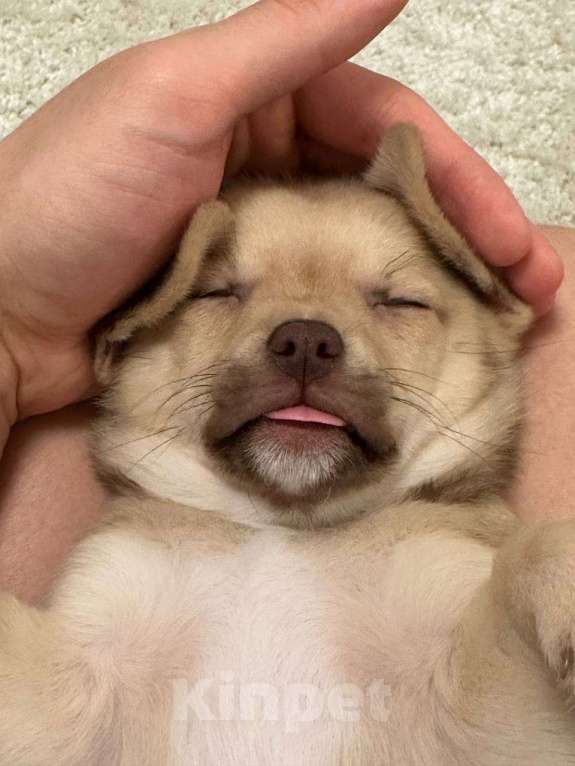 Собаки в Москве: Чихуахуа, щенок 2 месяца  Мальчик, 20 000 руб. - фото 1