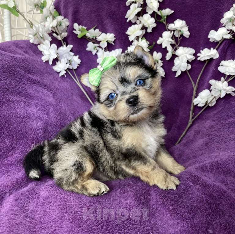 Собаки в Москве: Йорк с двумя синими глазами мальчик мерле Мальчик, 120 000 руб. - фото 9